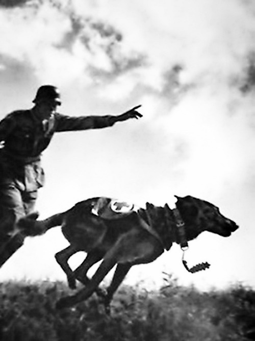 dogs World War II worldwartwo.filminspector.com