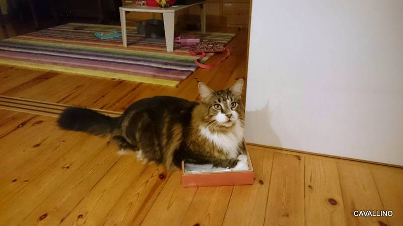 Cavallino 猫 ねこ ネコ 水遊び大好き 箱も大好き 卒業生通信