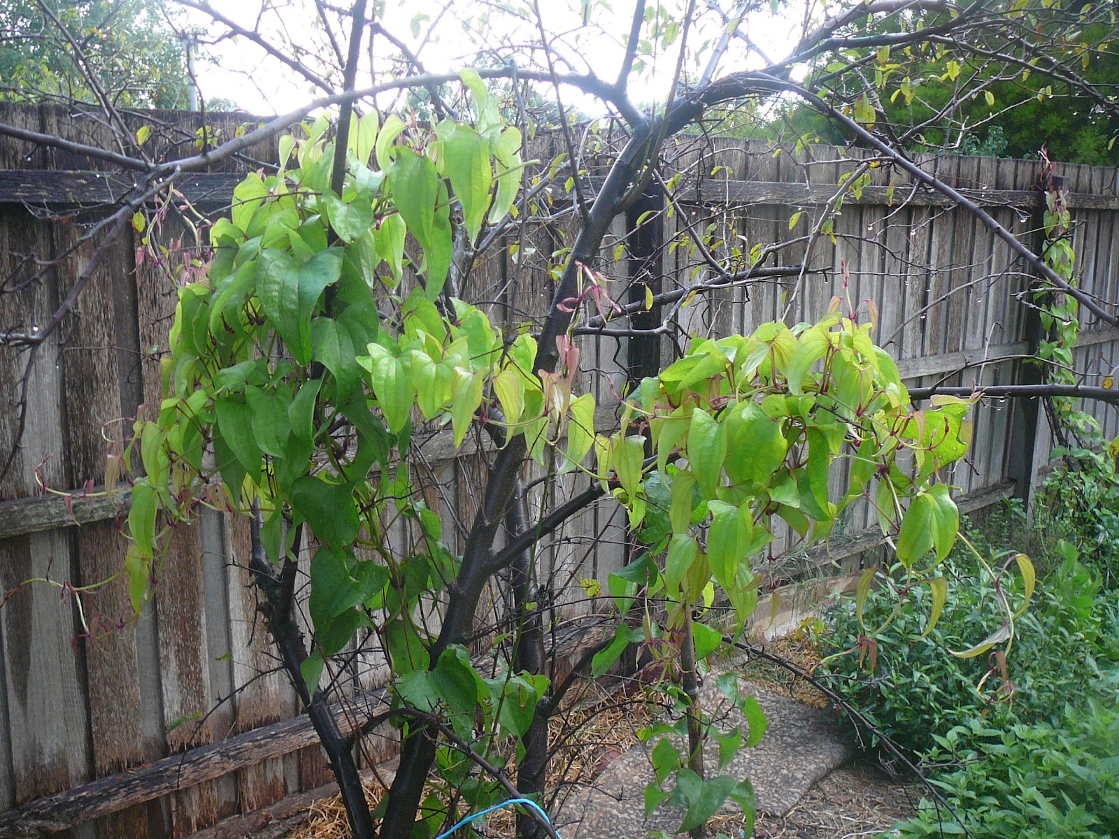 People, Plants, Landscapes: My True Yams (Dioscorea alata)