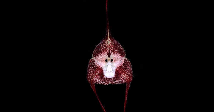 Orquídeas no Apê: Orquídea Cara de Macaco - Dracula simia
