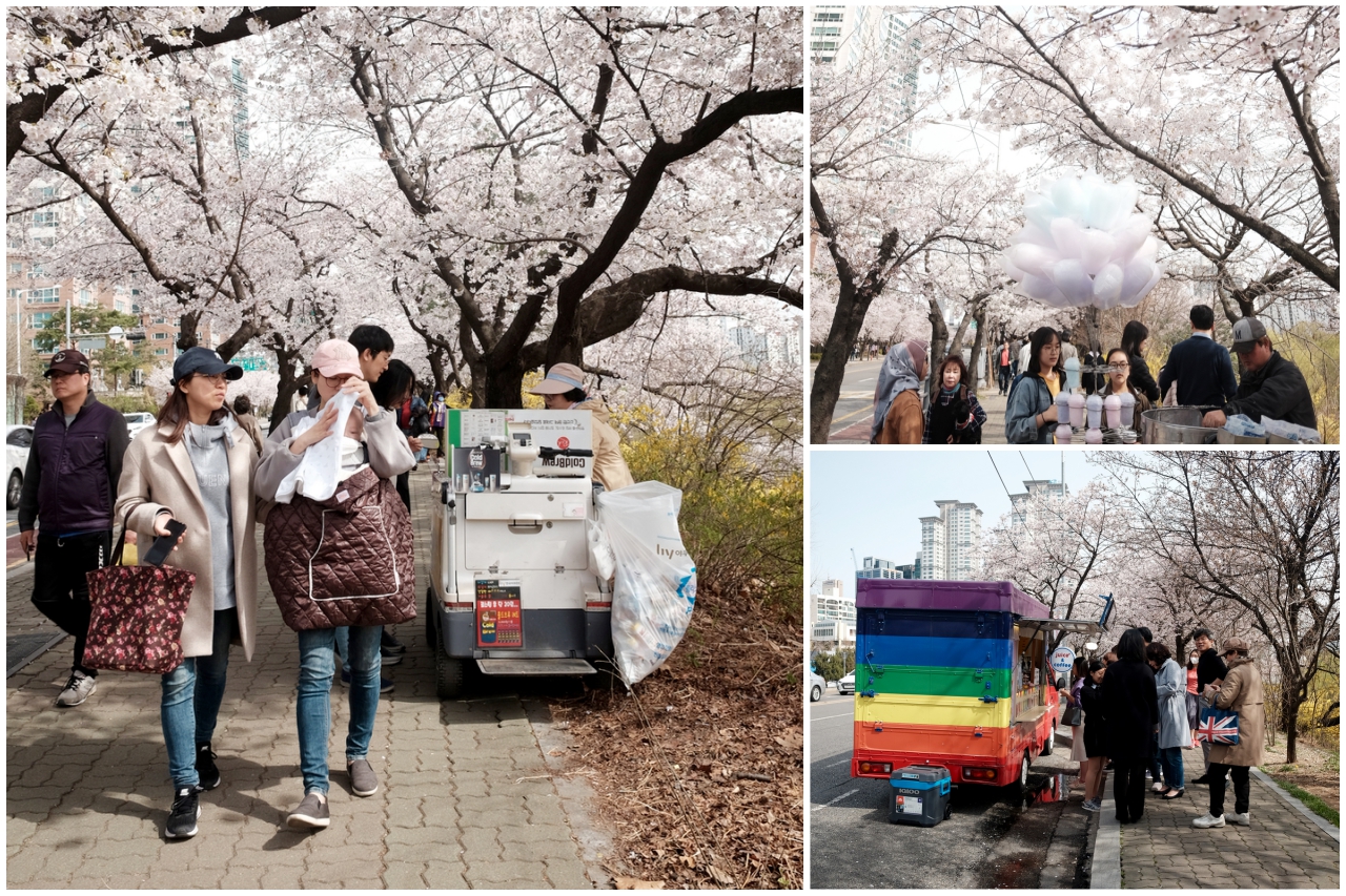 n-journal: Cherry Blossoms in Seoul