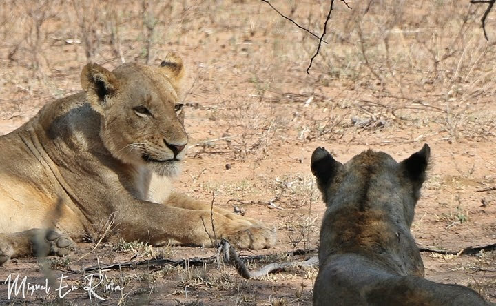 Leonas en Tshokwane, Kruger