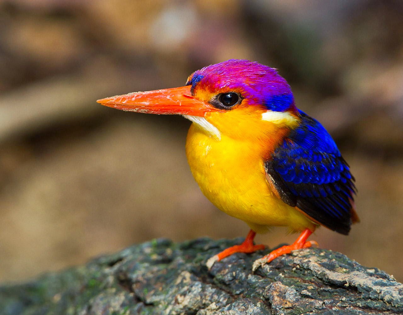 Как называется птица с оранжевым клювом. Синеклювый Тукан. Желтоклювый Тукан. Разноцветные птички.