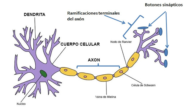 El Sistema Nervioso 2 "Neurona y Sinapsis"