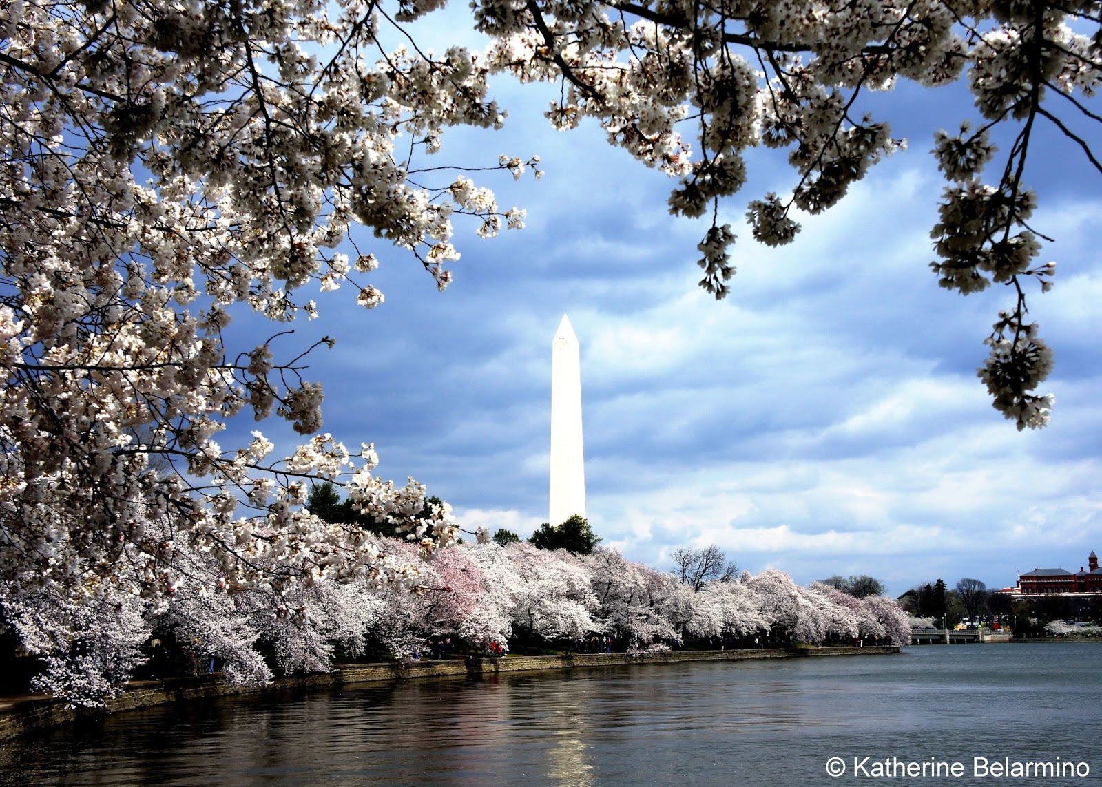 The Monuments of Washington, D.C. Under the Cherry Blossoms