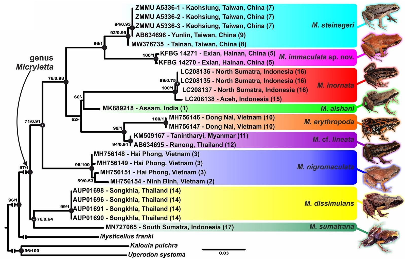 Species New to Science [Herpetology • 2021] Micryletta immaculata • A