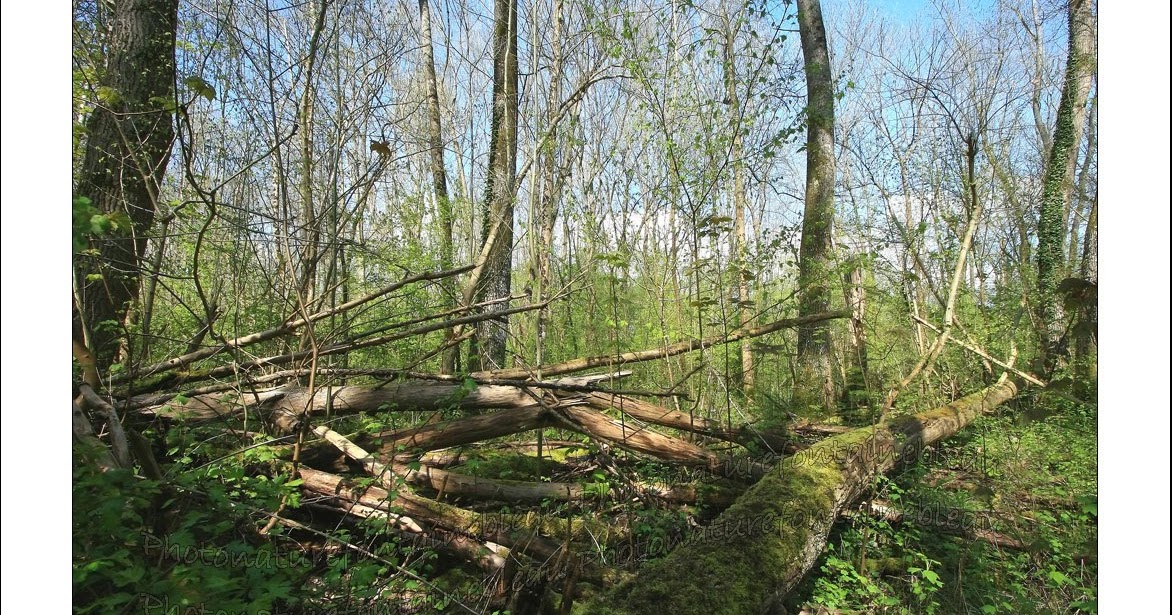 Un Regard Différent sur La Nature C�est quoi une forêt