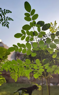  Moringa (Moringa Oleifera)  Herbal Arcade