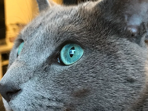 19 Fakta tentang Kucing Russian Blue