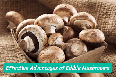 Top 5 Greatest benefits of mushrooms, planwithpro