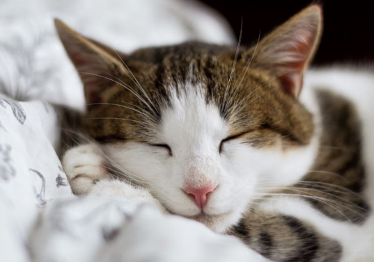 Arti Mimpi Kucing Dan Tafsir Mimpi Anak Kucing Mati Tenggelam Atau Tertabrak Di Jalan