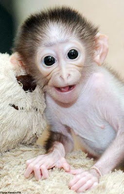 Funny Pictures: Funny Humor Monkey photos and funny Humor Monkey pictures