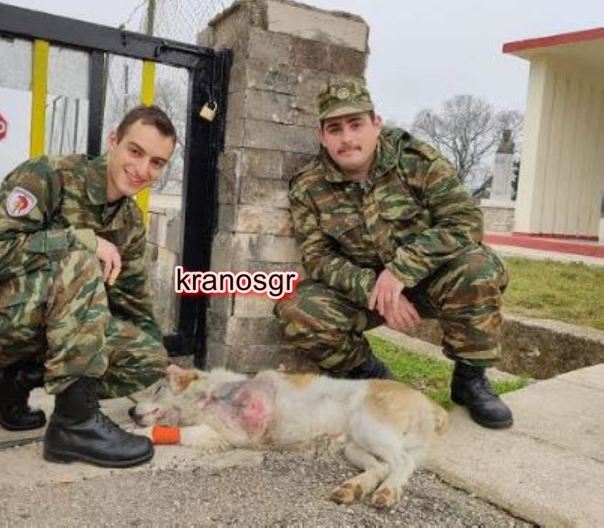 Στρατιώτες σώζουν σκύλο από χτύπημα αυτοκινήτου και βέβαιο θάνατο Στρατιώτες σώζουν σκύλο από χτύπημα αυτοκινήτου και βέβαιο θάνατο
