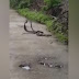Cobras se entrelaçam em ‘combate’ em plena rua. Assista!
