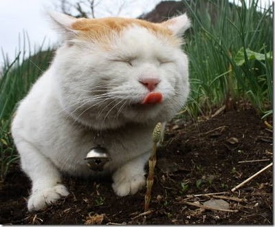 Wallpaper Kucing Anak Kucing Lucu Imut - Gambar Foto Wallpaper