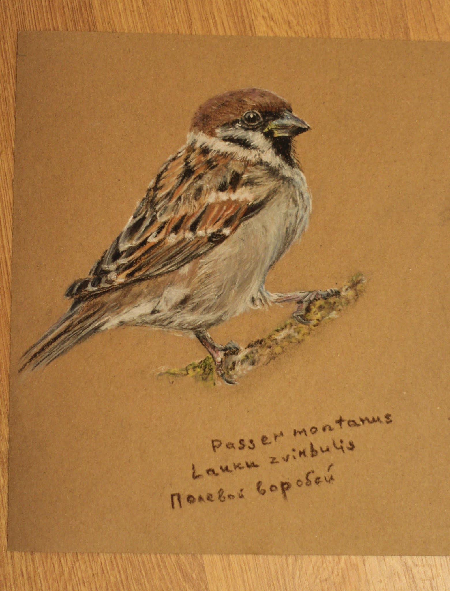 иллюстрации книги горький воробьишко. иллюстрации к книге м. рассказ воробей тургенев. рассказы ждановны воробушек глава 8. рассказы ждановны воробушек глава 8.