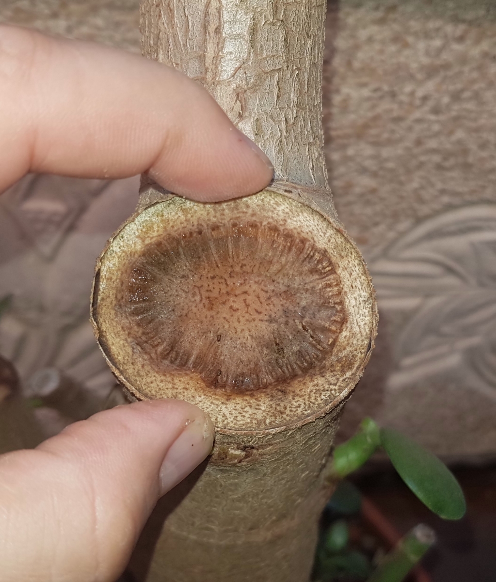 Pseudo bonsai (crassula ovata) 20200325_093452