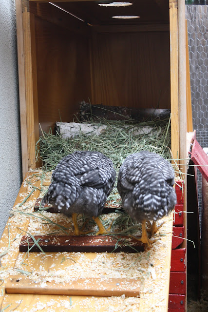 homemade chicken coop from furniture