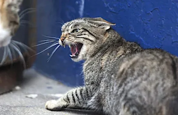Unwanted feline aggression but what is the cause? You need to analyse.