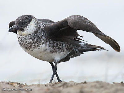 Pomarine Jaeger - Stercorarius pomarinus