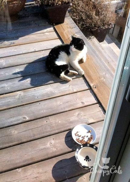 black and white stray cat on a deck