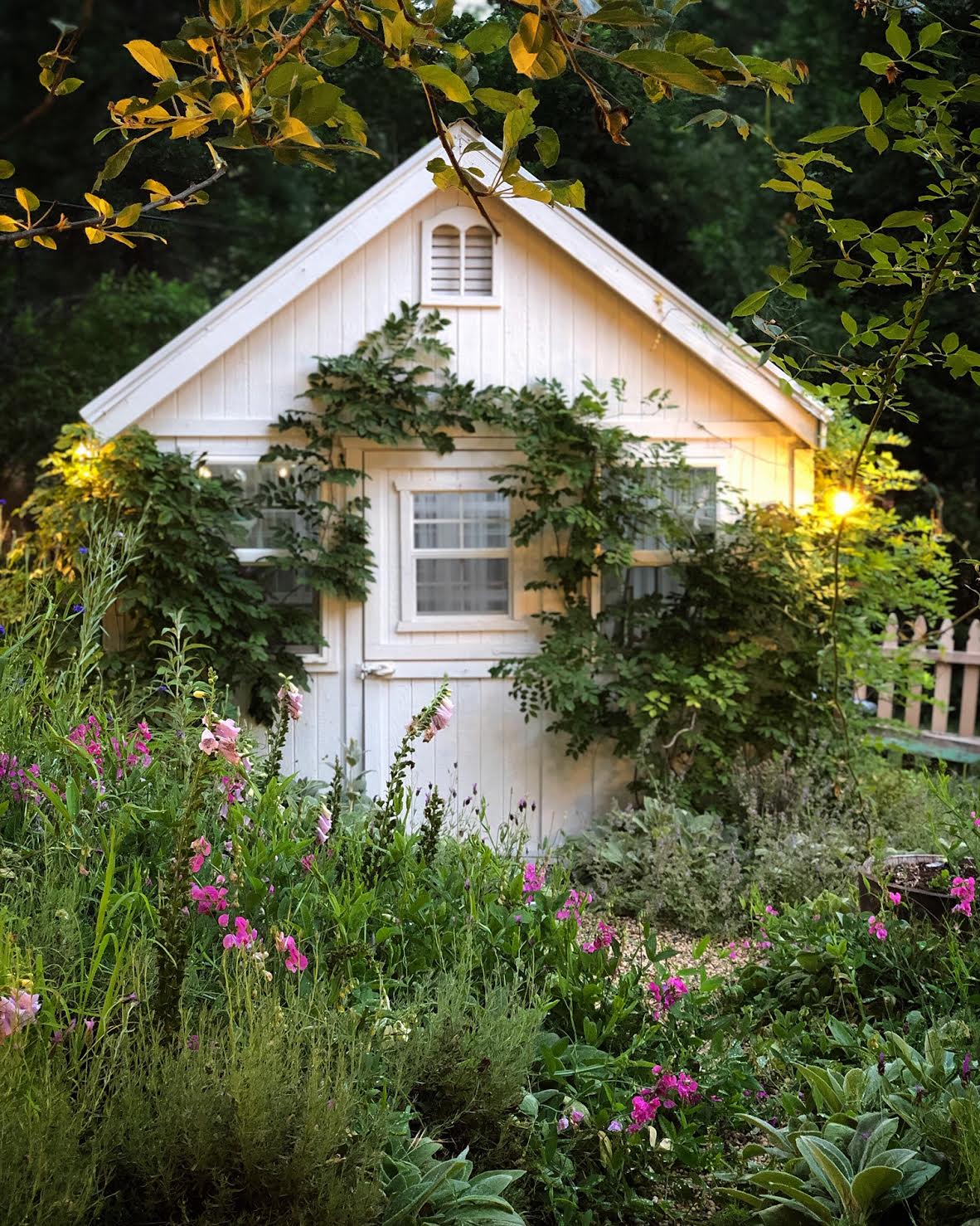 Creating an English Cottage Garden- Lambs Ear