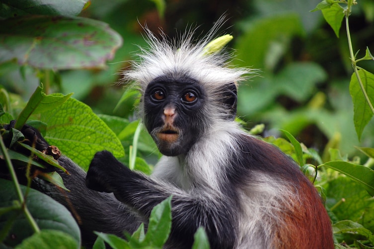 5 Animals That Are Both Male And Female, And They're Not What You Think