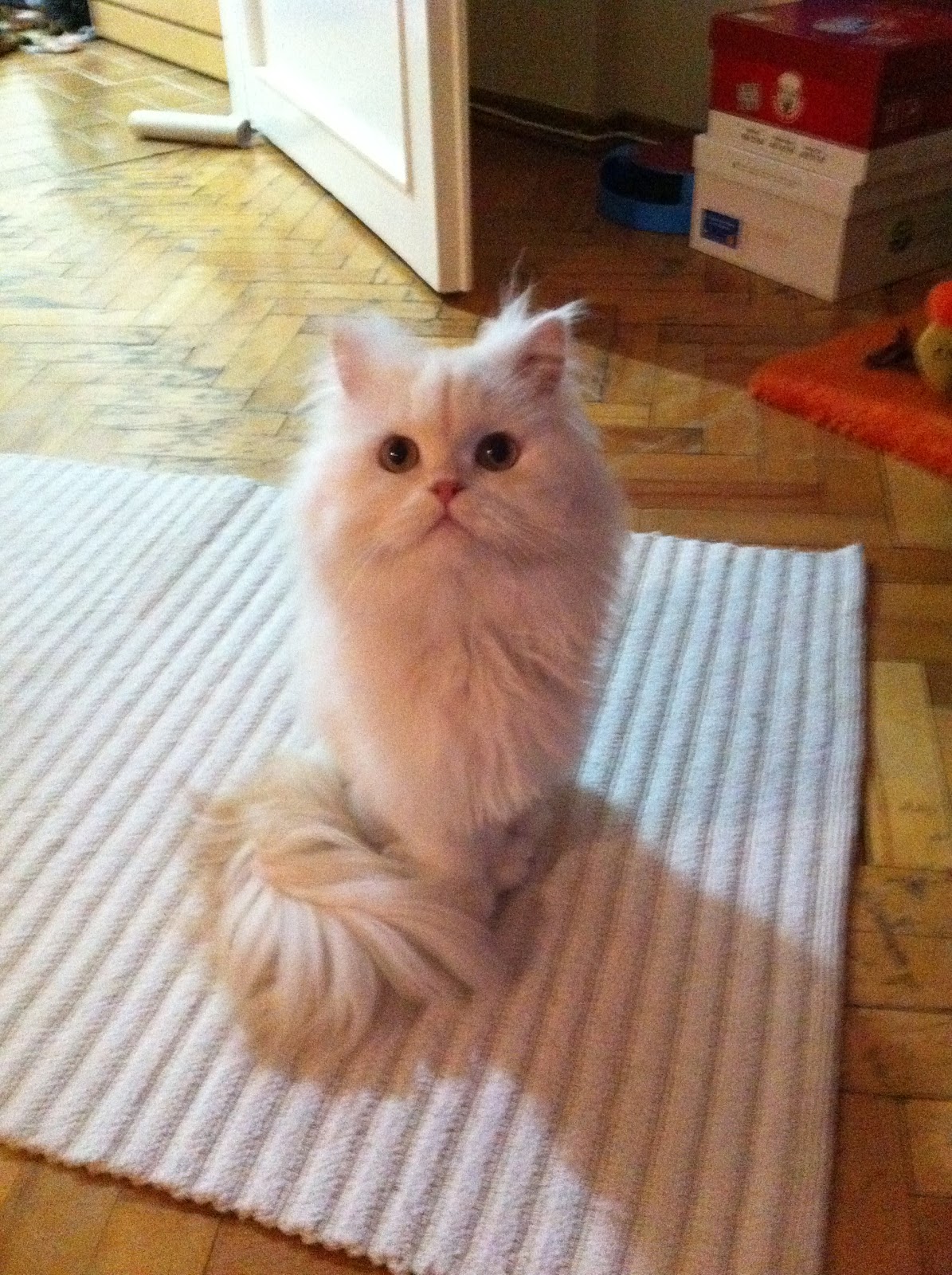 Turkish Trekker Cats in Turkey (Turkiye'de Kediler)