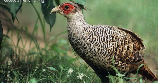 Tierra de pavos, francolines, faisanes y perdices Faisán chir (Catreus