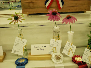 1st and 2nd Place Coneflowers