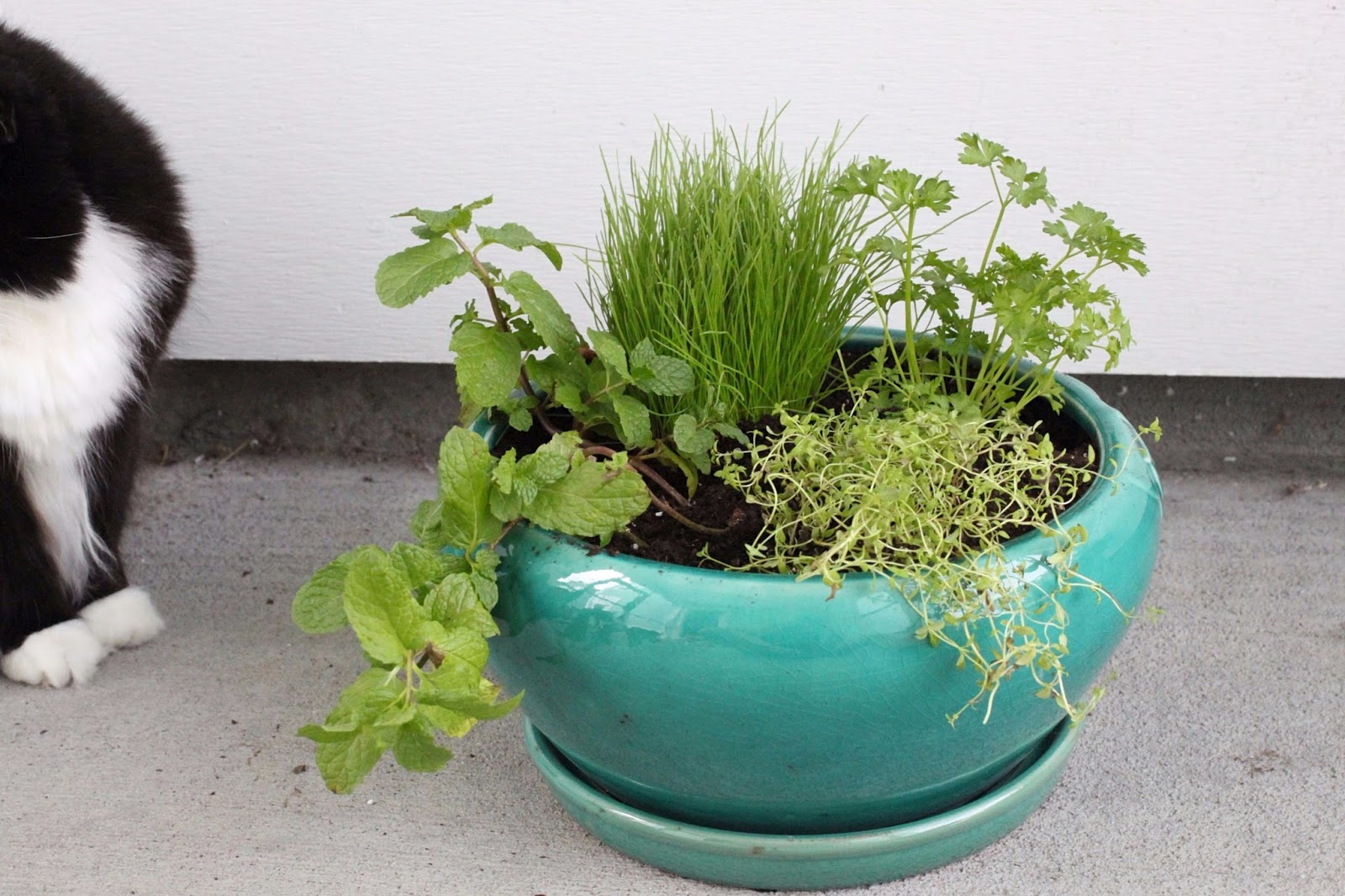 borrowed heaven DIY Indoor Cat Garden