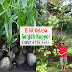 Gambar Kelapa Wulung