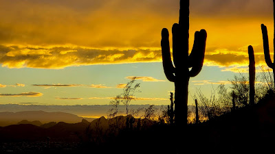 HD wallpaper cacti, Evening, Sunset, Desert