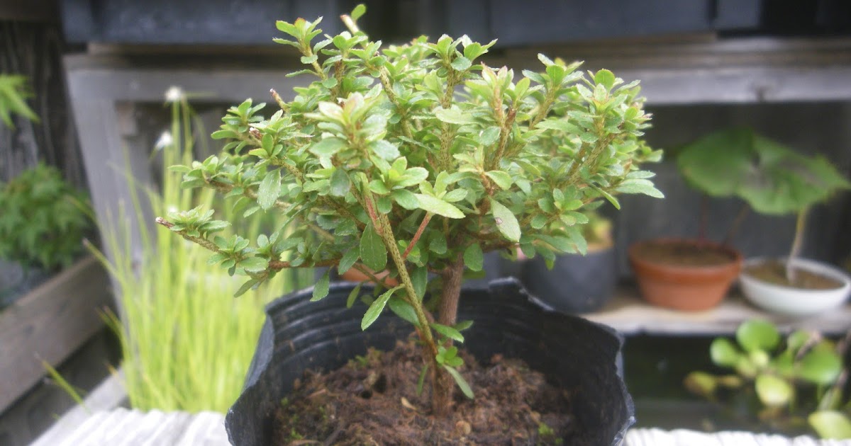 2月中限定】盆栽 譲ります