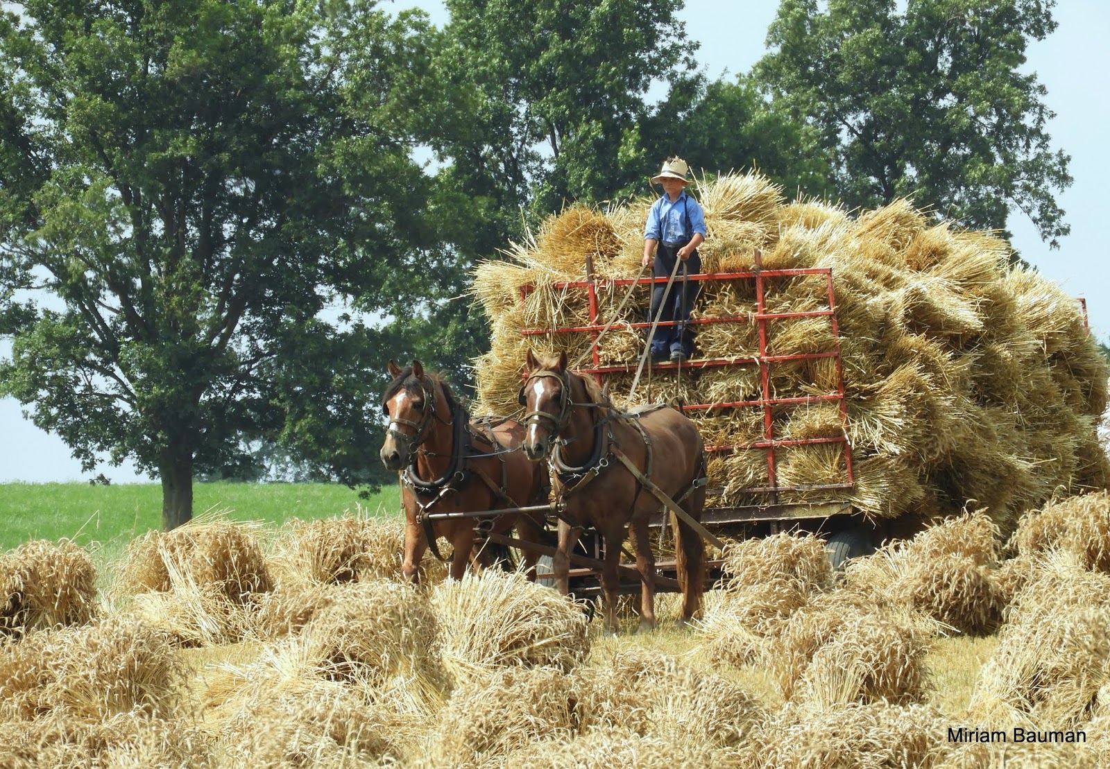 Bringing in the Sheaves Travels With Birds