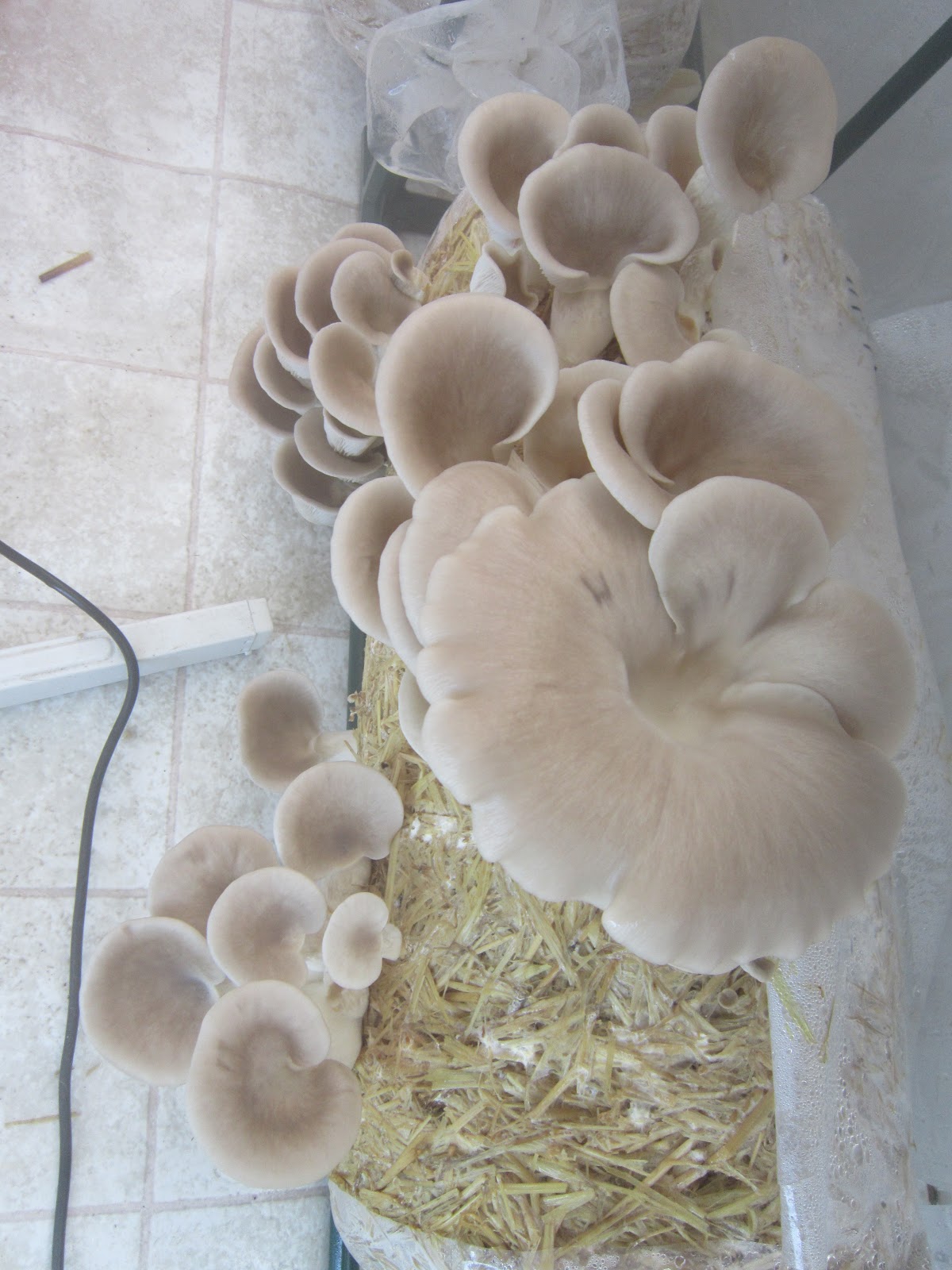 OYSTER MUSHROOMS Oyster mushroom fruits