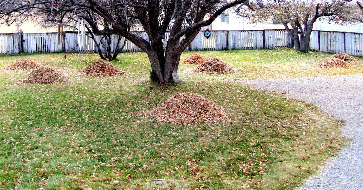 Keeping Focused Raking Leaves on a Windy Day