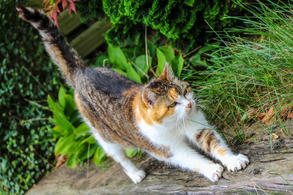 Meet Smoothie, World’s Most Photogenic Cat