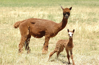 A young alpaca learning to stand in front of it's mother.