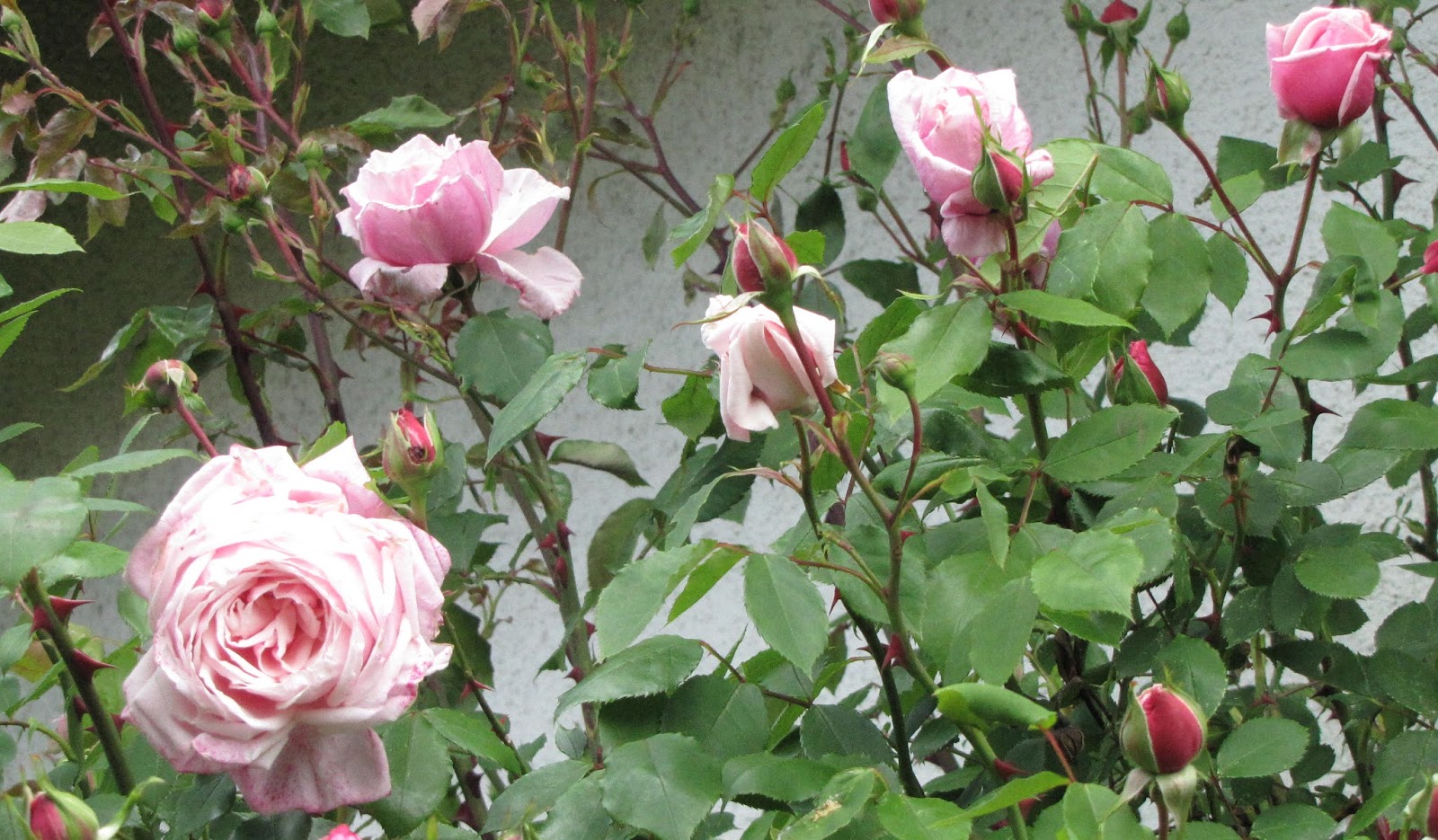 Rothenblog: Romantische Wildrose