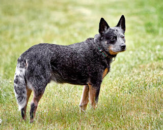 29 yıl 5 ay yaşamış olan resimdeki gibi bir Avustralya sığır çobanı köpeği; bilinen, kayıtlı en uzun yaşamış köpektir.