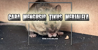 cara mengusir tikus yang merajalela - kanalmu