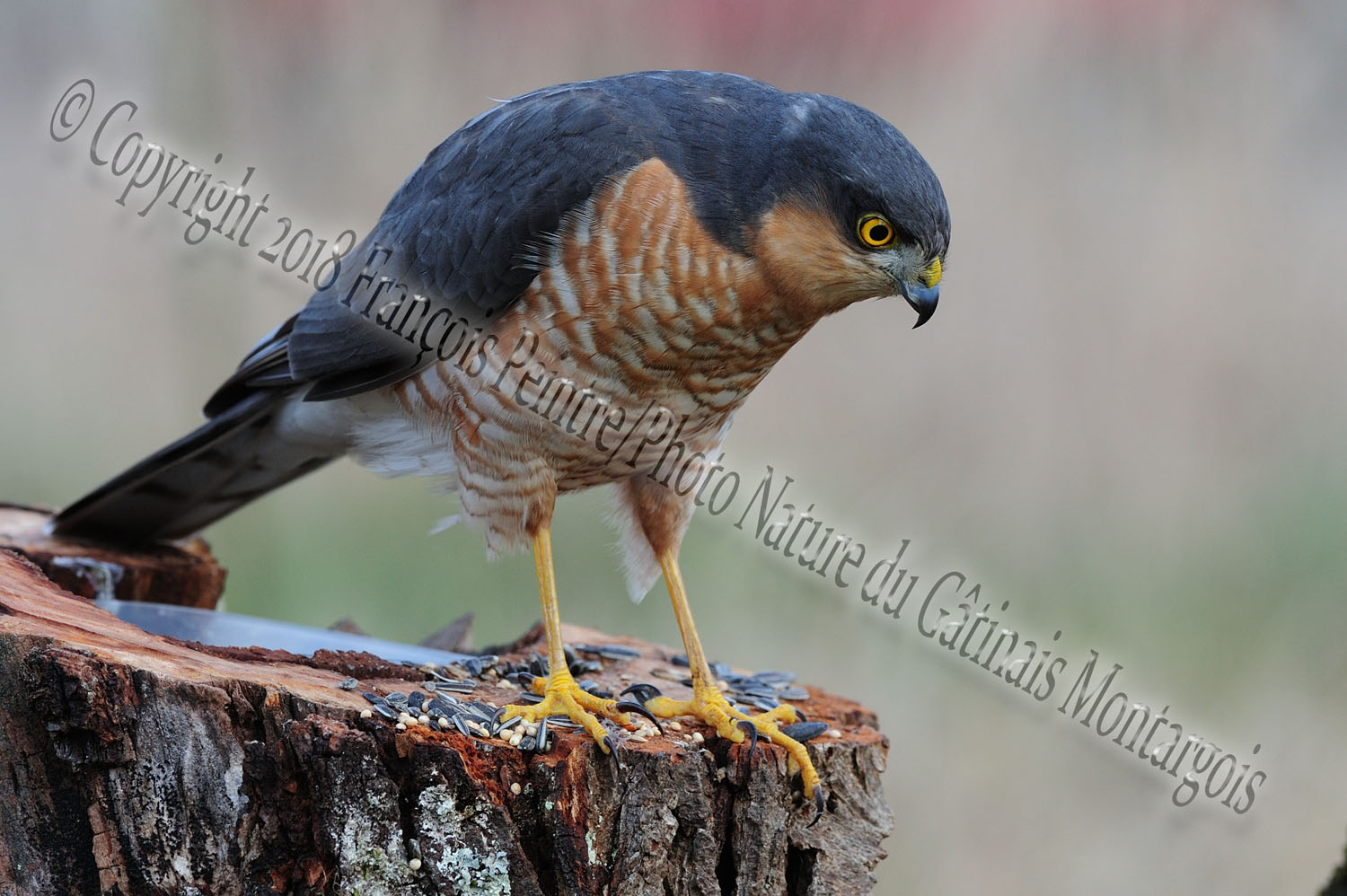 Photo Nature du Gâtinais Montargois Epervier d'europe (Accipiter nisus)