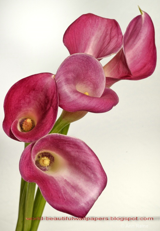 Beautiful Wallpapers: calla lily flowers wallpaper