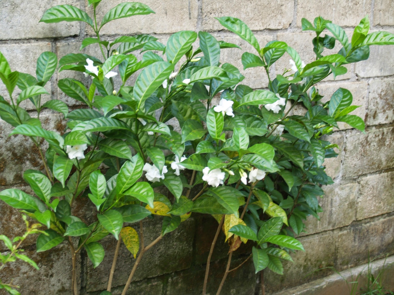 Rebellina Santy Tanaman Bungaku Si Harum Cantik Kaca Piring