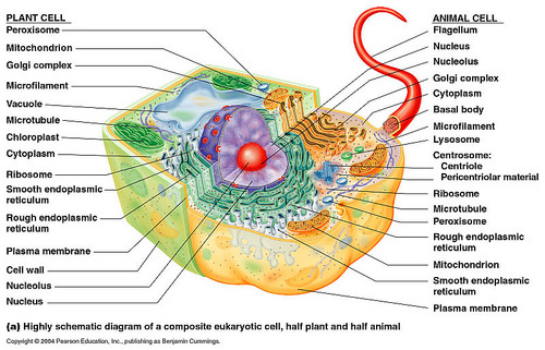Sel Sebagai Unit Struktural Makhluk Hidup Berbagi Struktur