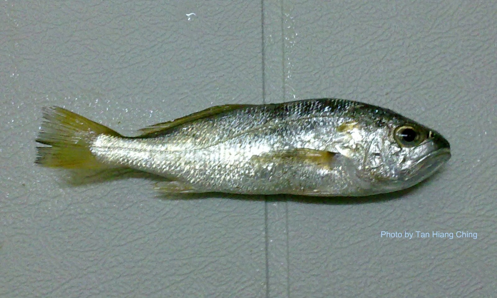 Gelama fish