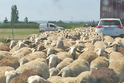 rebaño ovejas