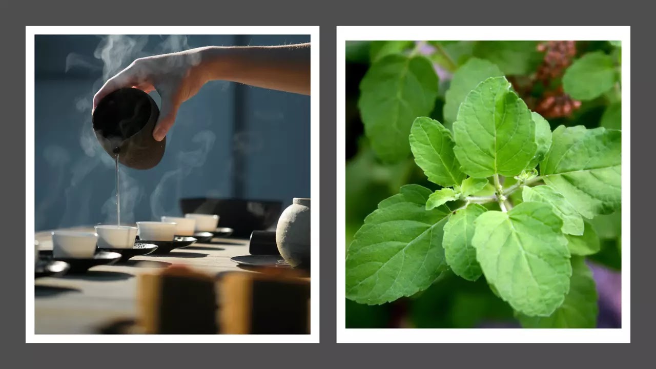 Basil Leaves Benefits In Hindi तुलसी के 8 स्वास्थ्यवर्धक फायदे जो करे