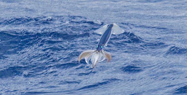 Flying squid Animals Besides Birds That Can Also Fly